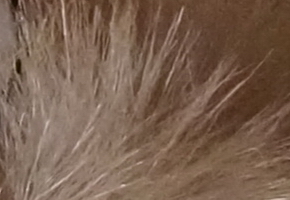 Sony NEX-6: pan dlouho očekávaný