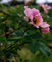 Úpravy digitální fotografie IV: Práce s křivkami