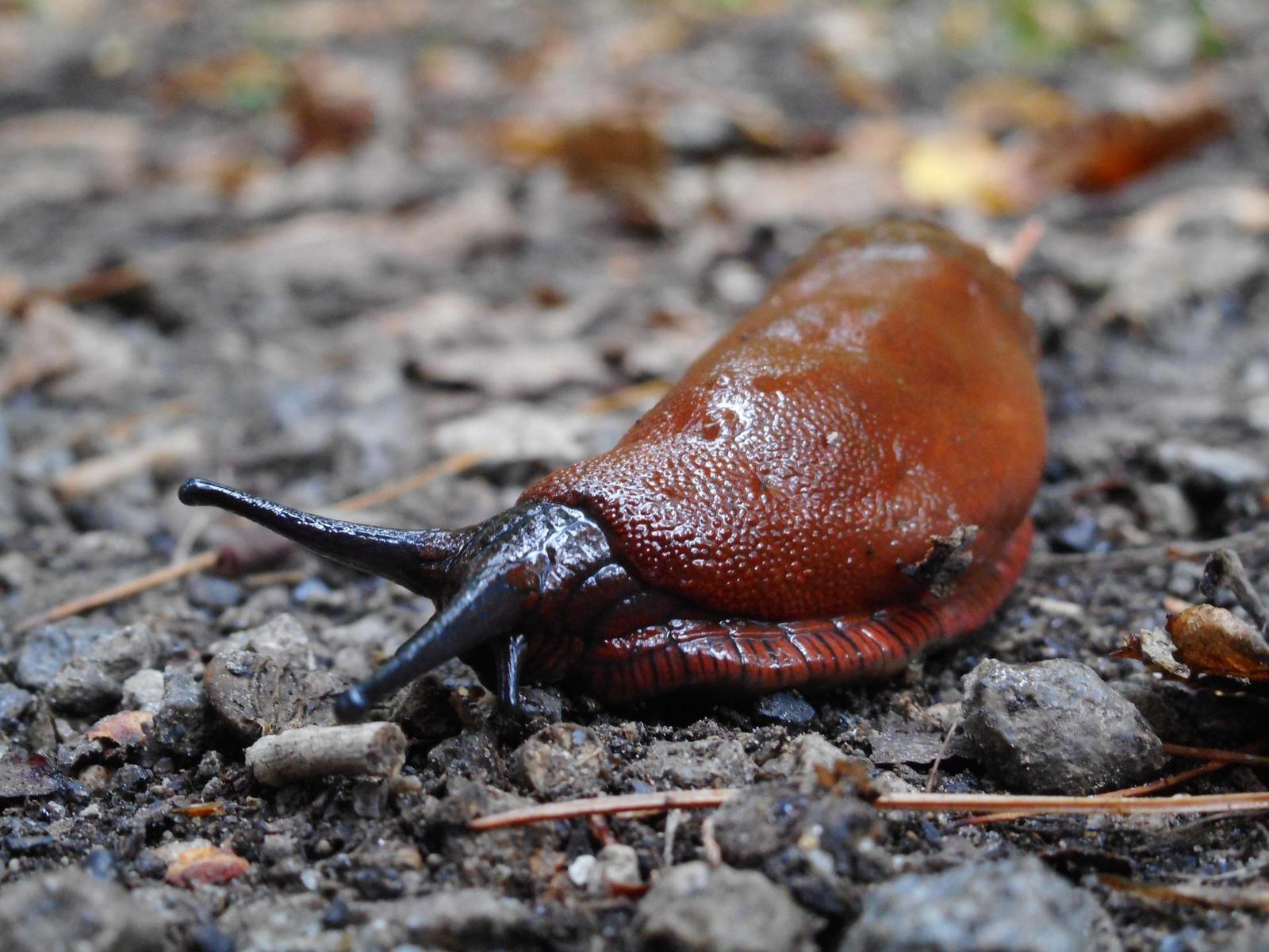 Kompakt nebo smartphone? Co za 4500 Kč fotí lépe?