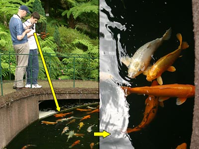 Tipy a Triky nejen pro začátečníky, díl 9. - Fotografujeme v ZOO