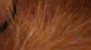 Canon EOS 1200D: vylepšený základ