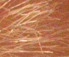 Canon EOS 500D: povedený pokračovatel rodu