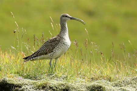 Island - království krajinářské fotografie: IV.