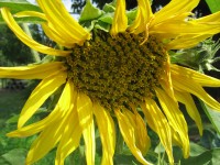 Canon PowerShot A540: Stříbrný šikula