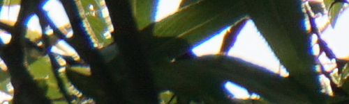 Sony E 55-210mm F4.5-6.3 OSS (SEL55210)