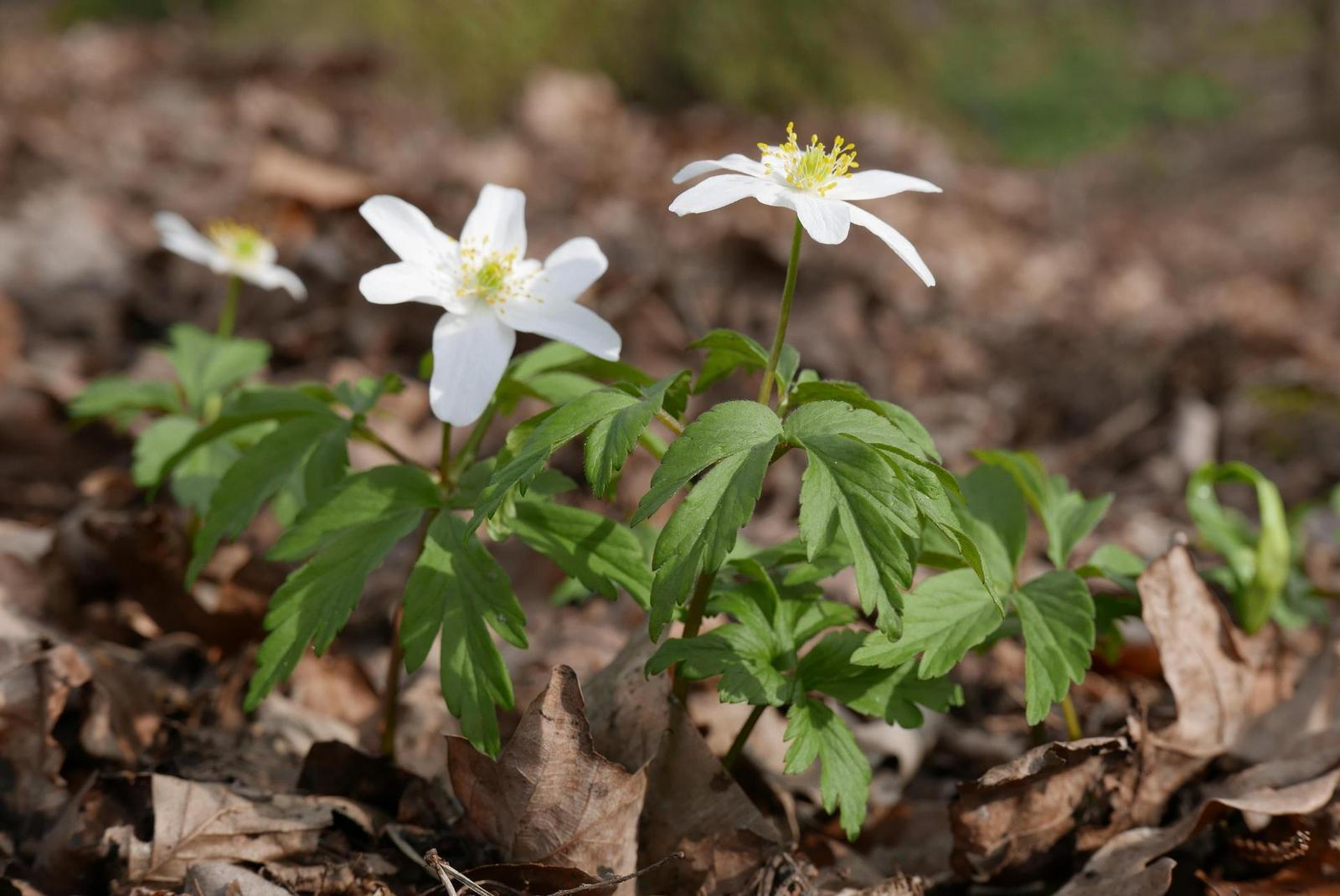 Panasonic Lumix LX100: pozoruhodný profi kompakt