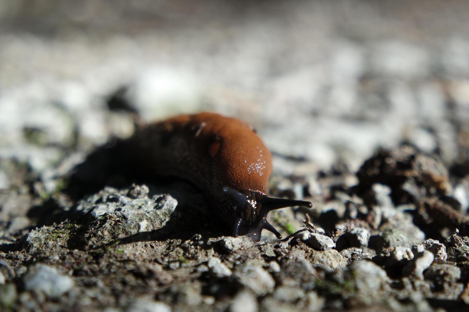 Samsung 16-50mm 1:3.5-5.6 ED OIS Power Zoom