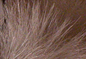 Sony NEX-6: pan dlouho očekávaný