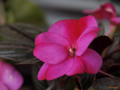 Olympus M.Zuiko Digital 14-150 mm F4-5,6