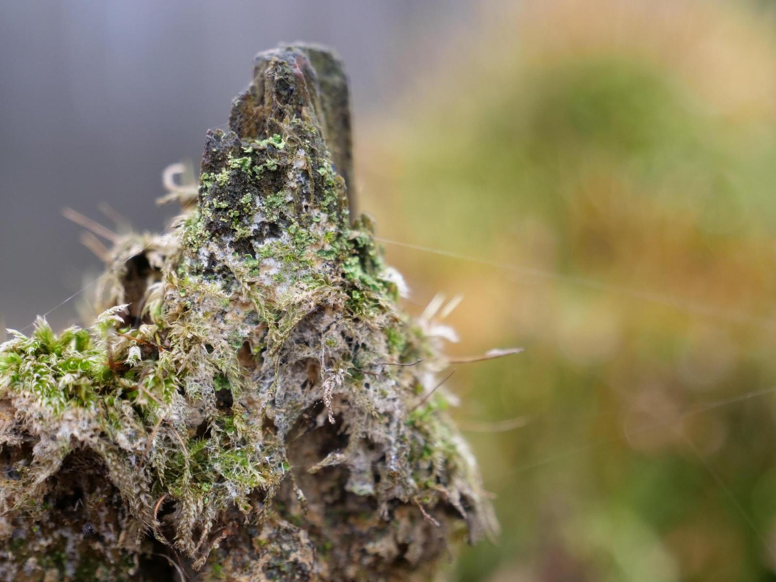 Panasonic Lumix GH5: video-profesionál