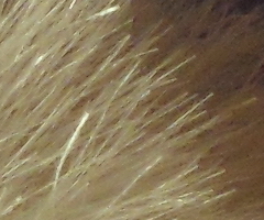 Samsung ST550: jedno LCD nestačí