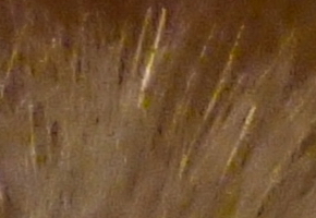 Panasonic Lumix TZ30: pokračovatel slavného rodu?