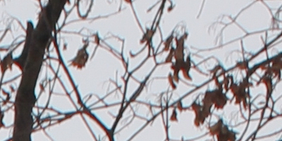 Canon EF 35mm f/1.4L USM