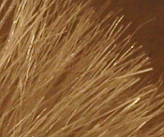 Sony SLT-A33: přesvědčivý revolucionář