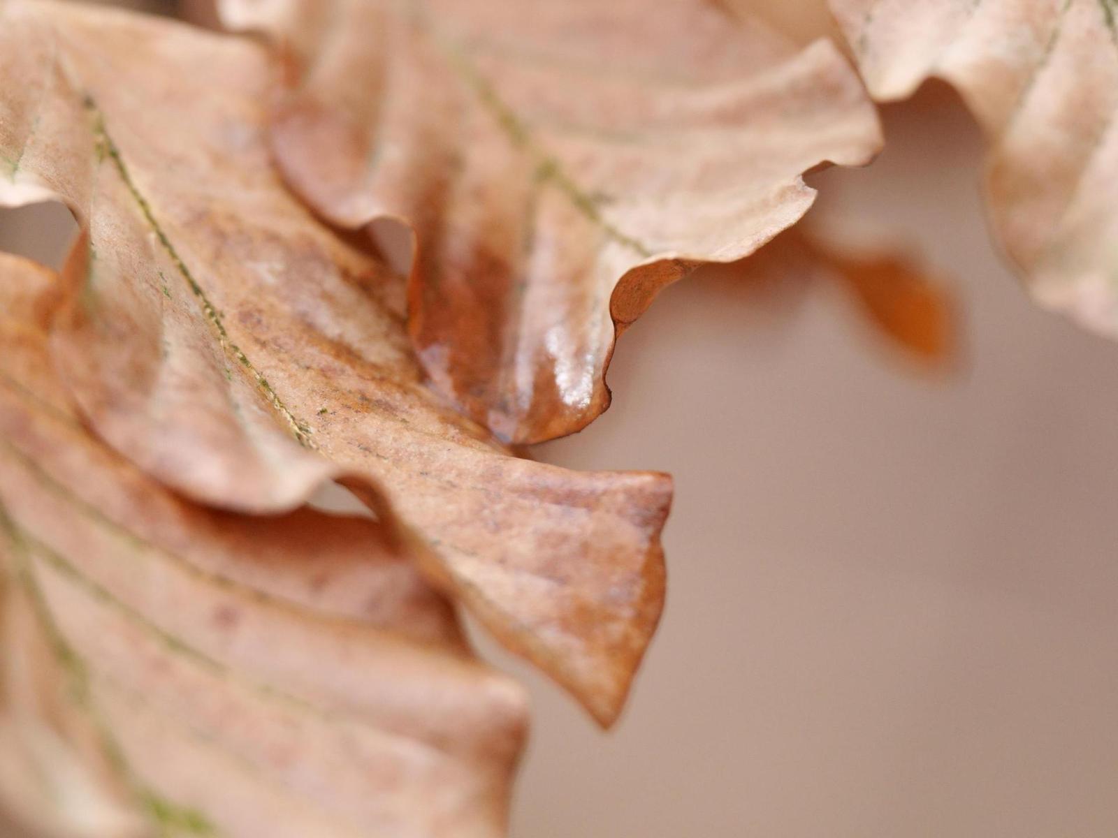 Panasonic Leica DG Elmarit 200mm / F2.8 / Power O.I.S.