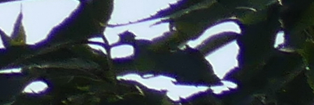 Panasonic Lumix FZ300: opět na špici