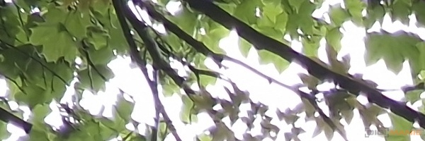 Samsung Galaxy S22 Ultra: pětioký fotografický král?