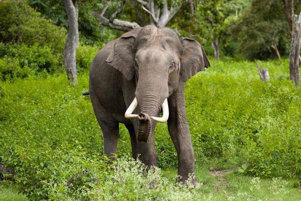 Neopatrný indický fotograf zemřel při focení slonů. Ušlapali ho