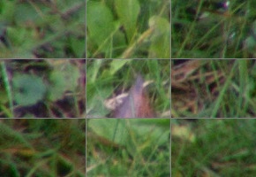 Nikon AF-P DX Nikkor 70-300 mm f/4,5-6,3G ED VR