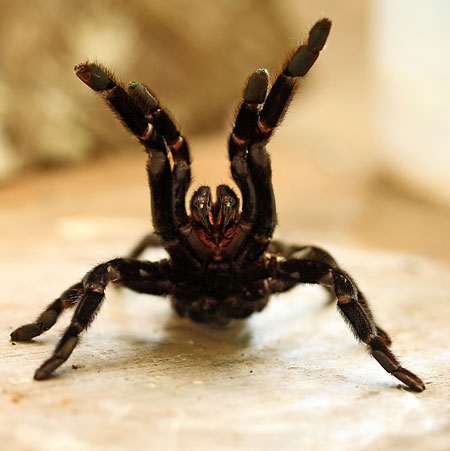 S fotoaparátem po Thajsku: III.