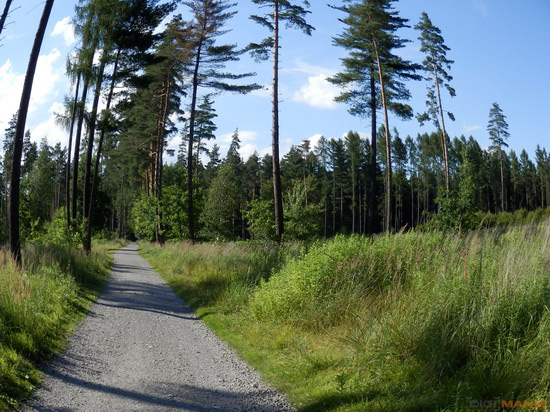 Olympus SZ-31MR: makroborec