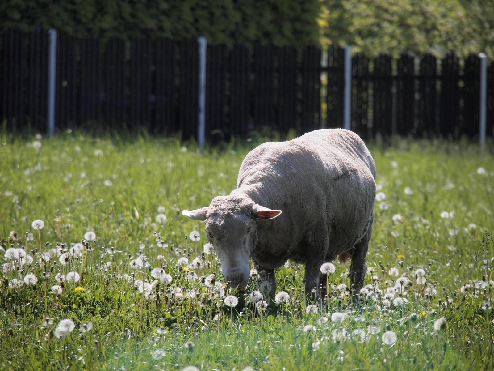 Olympus PEN E-PL2: PEN počtvrté a zase lépe