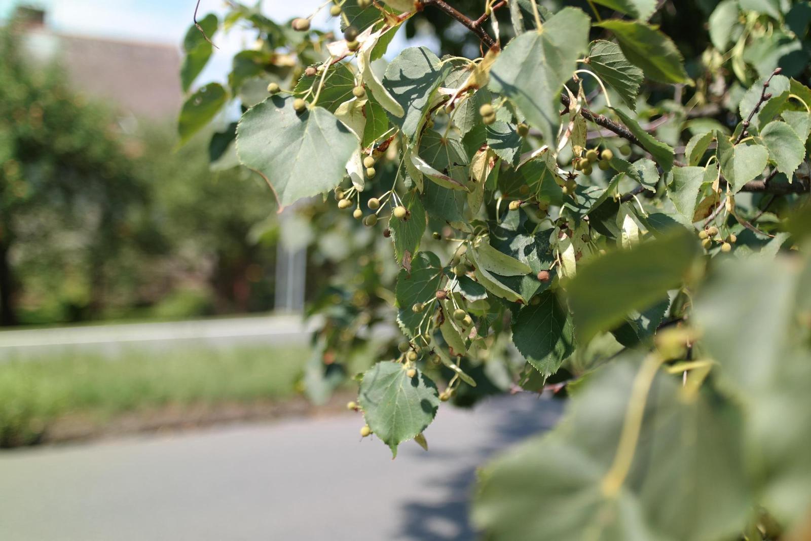 Olympus OM Zuiko 28mm f/2.8 (OM)