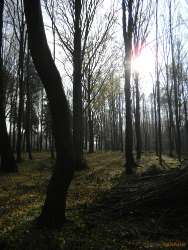 Nikon Coolpix S1100pj: kino v kompaktu