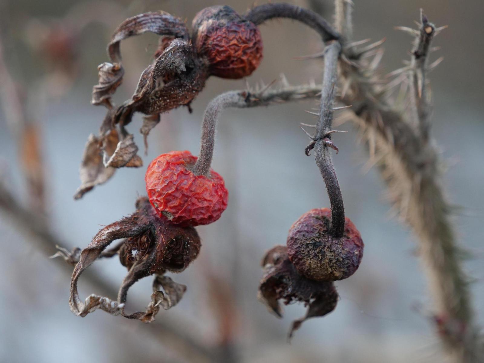 Panasonic Lumix G9: skutečně výborný