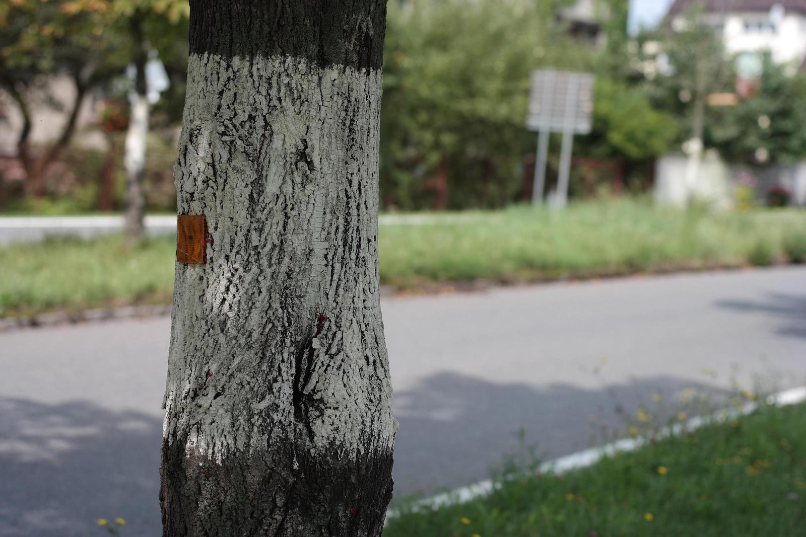 Olympus OM G.Zuiko 50mm f/1.4 "silver-nose"