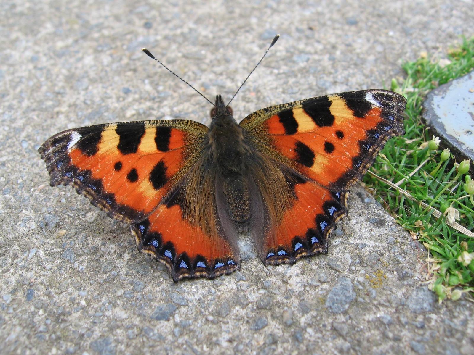 Tipy a Triky nejen pro začátečníky, díl 4. - Fotíme motýla