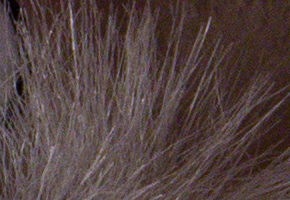 Nikon D600: vynikající vstup do světa full frame