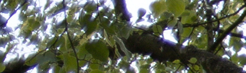 Canon EF 35mm f/2 IS USM