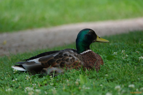 Fotíme s Koalou: Zvířátka