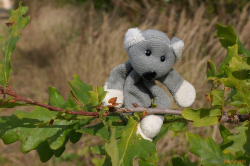 Fotíme s Koalou: Hloubka ostrosti