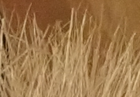 Sony NEX-7: správná (r)evoluce