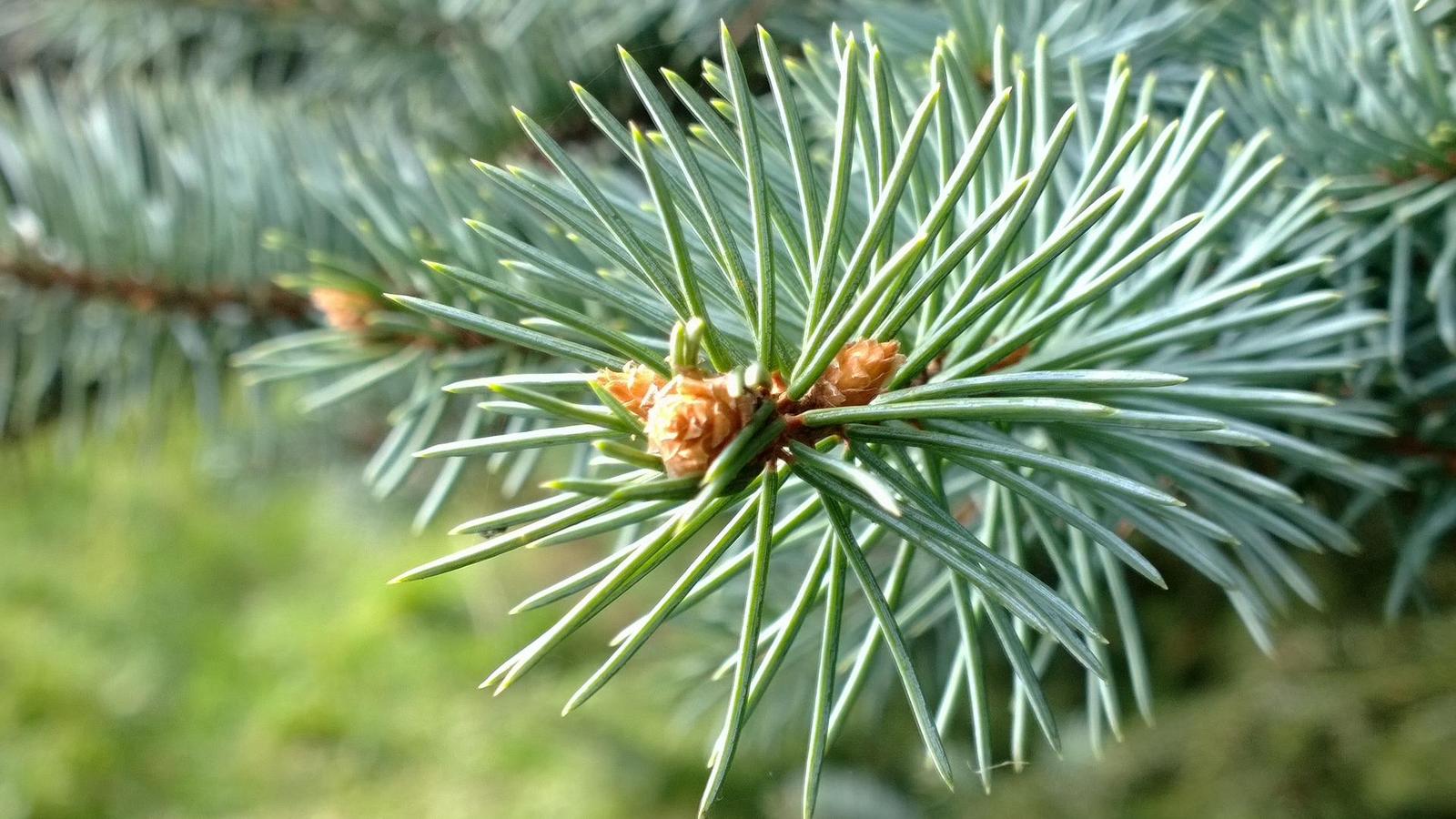 Nokia Lumia 1020 vs. 808 PureView