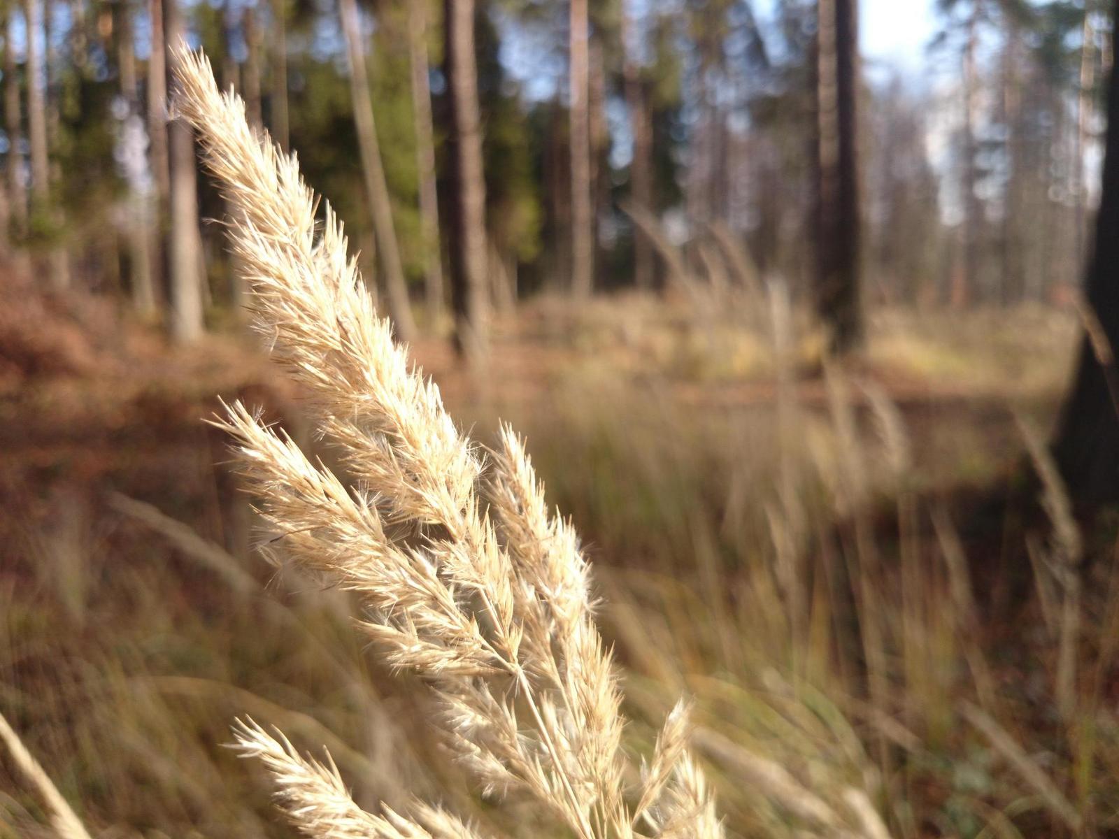 Sony Xperia Z1: megaAndroid