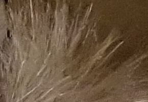 Sony NEX-6: pan dlouho očekávaný