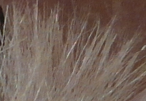 Samsung EX2F: významný krok vpřed