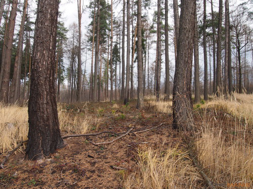 Olympus M.Zuiko Digital 14-42mm 1:3,5-5,6 II R