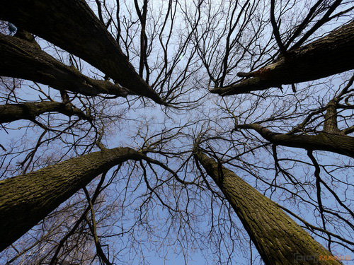 Panasonic LUMIX G VARIO 7-14mm F4.0