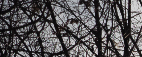 Panasonic Leica DG Vario-Summilux 10-25mm F1.7 ASPH.