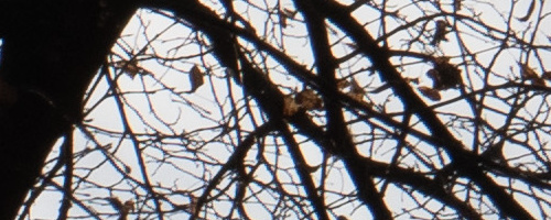 Panasonic Leica DG Vario-Summilux 25-50mm F1.7 ASPH.