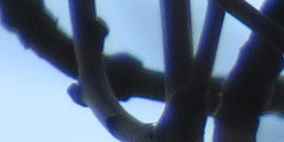 Canon PowerShot SX50 HS: překvapivá kombinace