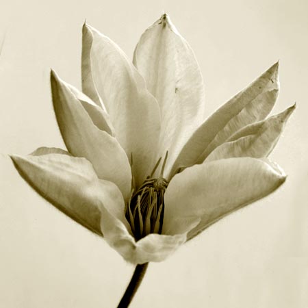 Úpravy fotografií v PC, 2.díl - zesvětlování, ztmavování