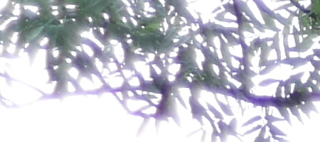 Olympus OM G.Zuiko 50mm f/1.4 "silver-nose"