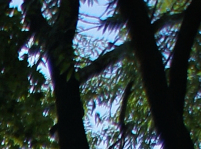 Sony SLT-A33: přesvědčivý revolucionář