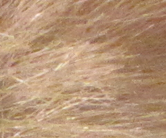 Canon PowerShot SX1 IS vs. SX10 IS: souboj CMOS a CCD