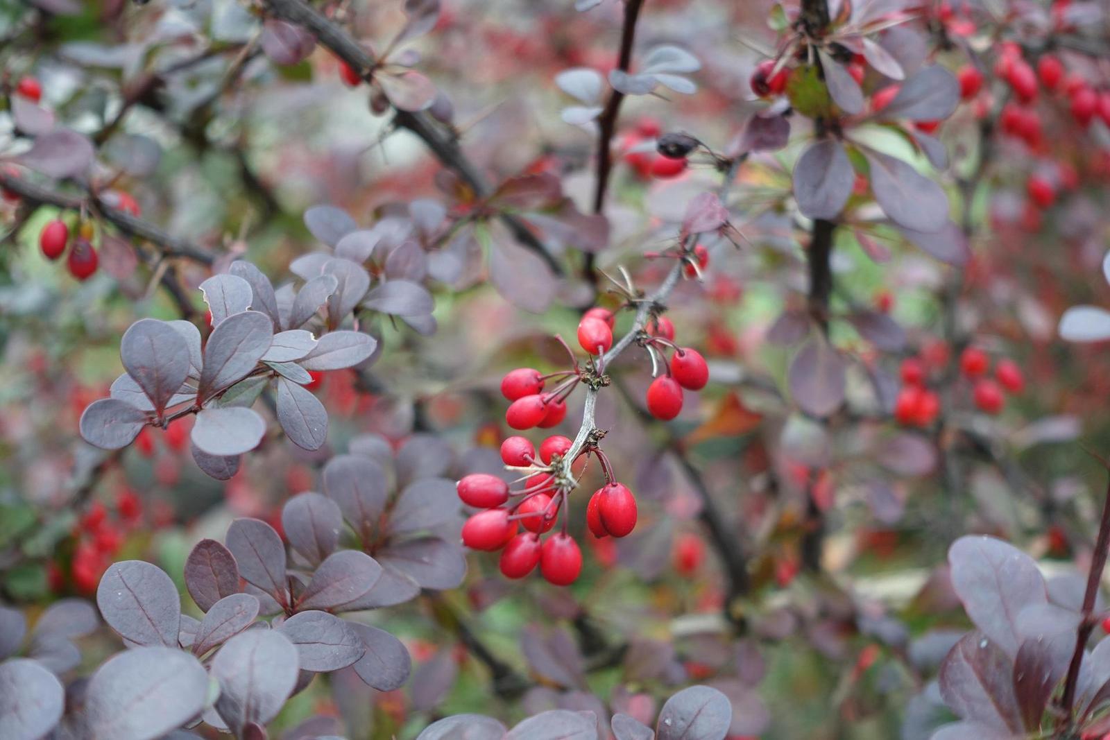 Sony Cyber-shot RX100 III (RX100M3): superSony